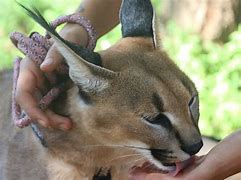 Image result for Brown Lynx