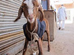 Image result for Funny Baby Goats