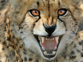 Image result for Scary Cheetah Teeth