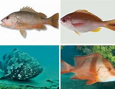 Image result for Ikan Berenang Laut