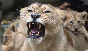 Image result for Spanish Lion