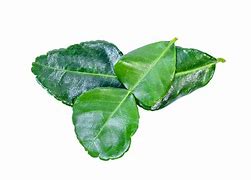 Image result for Lime Tree PNG