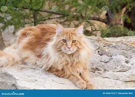 Image result for Red Maine Coon Cat