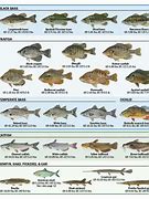 Image result for Freshwater Fly Fishing Fish