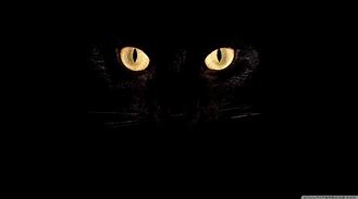 Image result for Cat Eyes Wallpaper