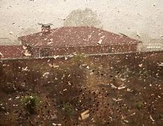 Image result for Locust Migration