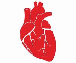 Image result for Anatomical Heart Vector