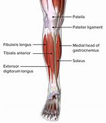 Image result for Lower Leg Muscles and Tendons Anatomy