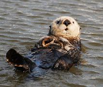 Image result for Sea Otter