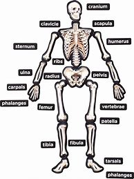 Image result for Simple Skeletal System Diagram