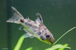 Image result for Zebra Cory Catfish