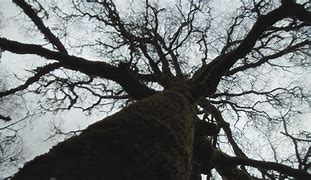 Image result for Tree Bark From Worms Eye View