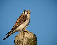 Image result for American Kestrel Hunt