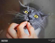 Image result for Hungry Cat Funny