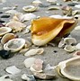 Image result for Sea Shells On Beach