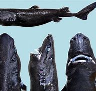 Image result for Black Shark Deep Water