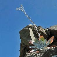 Image result for Dudleya Pulverulenta