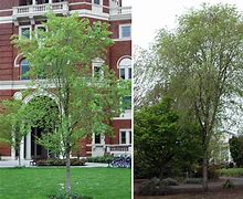 Image result for Ulmus Homestead Elm