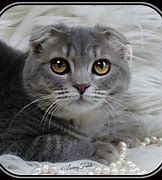 Image result for Scottish Fold Munchkin