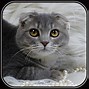 Image result for Scottish Fold Munchkin