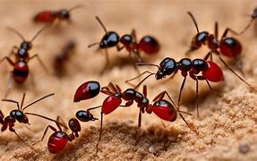 Image result for Small Red Ants