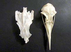 Image result for Fish Skull