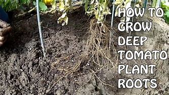 Image result for Tomato Roots Where It Attaches