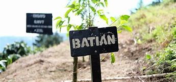 Image result for Kenyan Batian Seeds