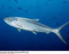 Image result for Ikan Laut Malaysia