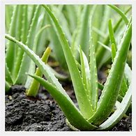 Image result for Mini Aloe Vera Plant