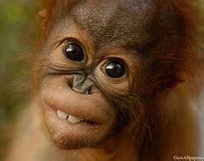 Image result for Orangutan Picture Funny Monkey