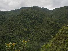 Image result for Tropical Andes