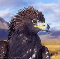 Image result for Eagle Portrait