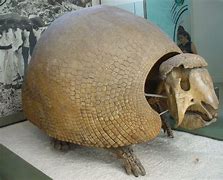 Image result for Barv the Glyptodon