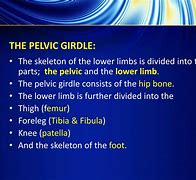 Image result for Skeletal System Pelvic Girdle