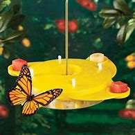 Image result for Butterfly Feeder Bowl