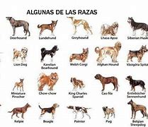 Image result for Tipos De Perros