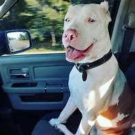 Image result for Albino Pitbull