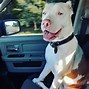 Image result for Albino Pitbull