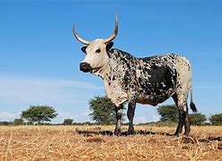 Image result for Nguni Cattle On Beach