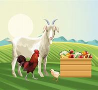 Image result for Goat in Fance