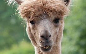 Image result for Alpaca Relative