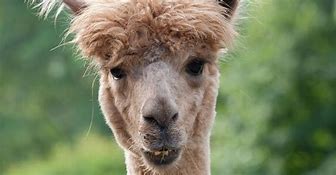 Image result for Alpaca Animals Facts