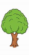 Image result for Rimu Tree Drawing