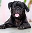 Image result for Black Pug Pan Ting