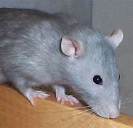 Image result for Fancy Rat Varieties