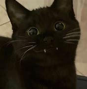 Image result for Black Cat Smile