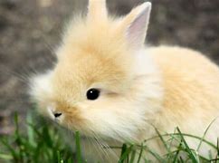 Image result for Super Cute Baby Bunnies