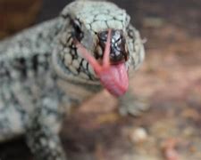 Image result for Tegu Cheeks