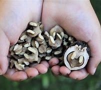 Image result for Wild Nuts